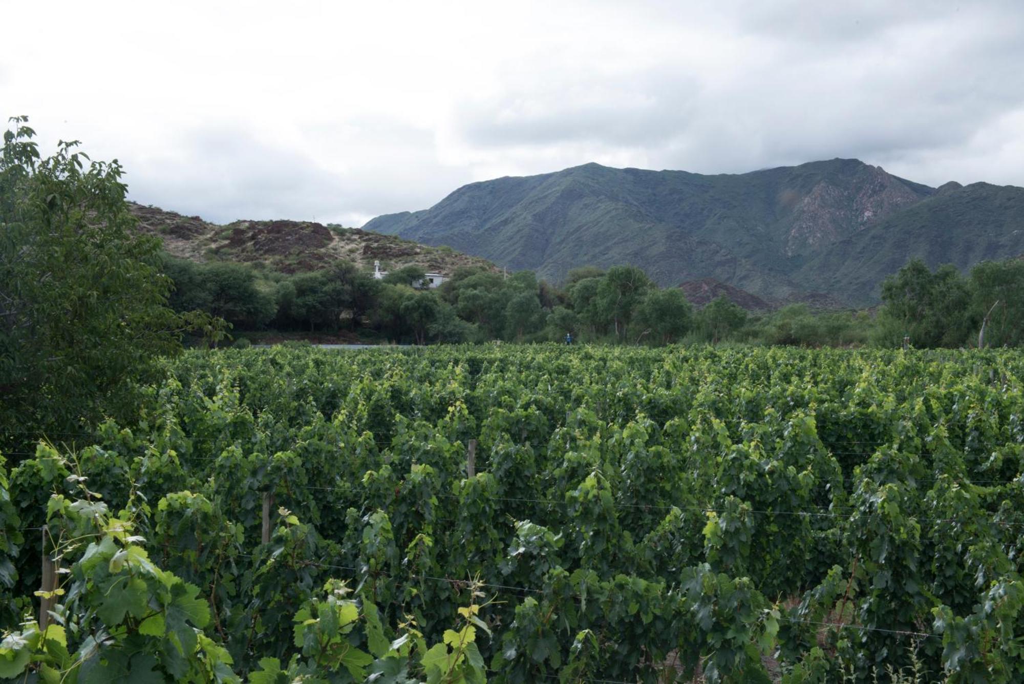 Hospedaje Finca La Encantada Seclantas Bagian luar foto